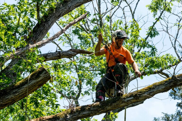 Emergency Tree Felling in Lagos: What to Do When a Tree Becomes Dangerous Overnight
