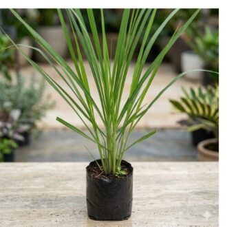 Fresh green Lemon Grass plant growing in a farm garden, long aromatic stalks used for cooking, herbal tea, and natural wellness purposes.