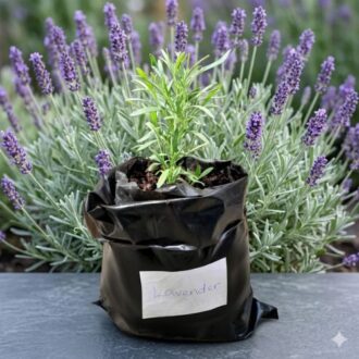 Lavender Seedling in decorative garden pot for beautiful home landscaping in Nigeria