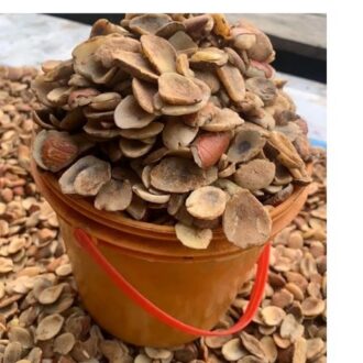 Quality Ogbono Seeds custard paint packaging for planting and commercial farming in Nigeria