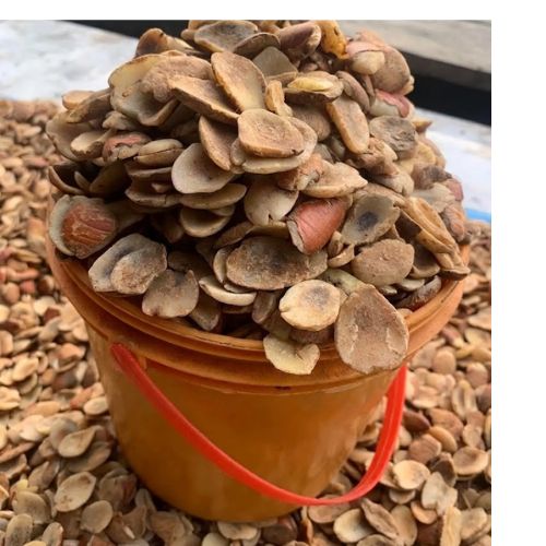 Untitled design - 2026-05-14T063224.863 Quality Ogbono Seeds custard paint packaging for planting and commercial farming in Nigeria