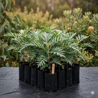 Healthy Neem Herb Seedlings in a bag ready for planting in Nigeria