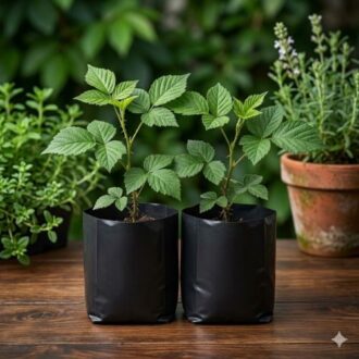 Quality fruit-bearing blackberry seedlings for tropical farming in Nigeria