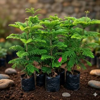 Beautiful live plants enhancing home decor, malls, and hospitality spaces