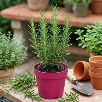 Healthy Rosemary Seedling in a container plant for home gardening, kitchen herb gardens, landscaping, and indoor decoration in Nigeria.