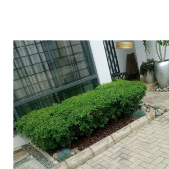 Live Flower Plant for Hedges, Screens, Topiary ; Hotel, Estate, School