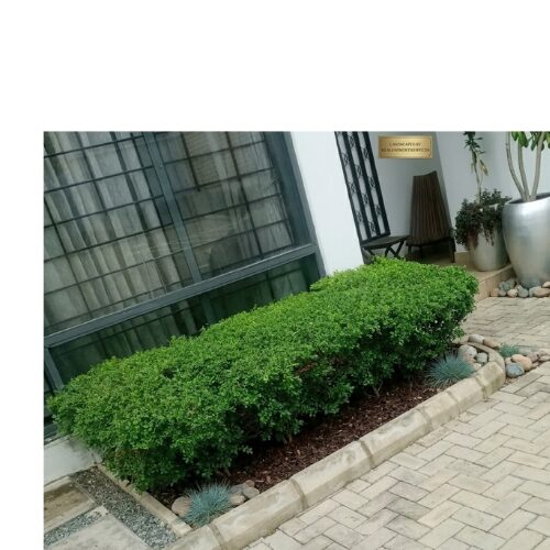 Untitled design (23) Live Flower Plant for Hedges, Screens, Topiary ; Hotel, Estate, School