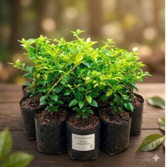 Yellow Bush Plants Best For Hedges And Topiary