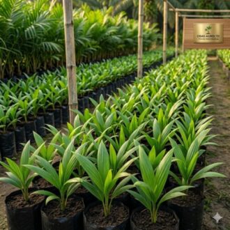 Choice Super Gene Oil Palm Seedings/ Nuts