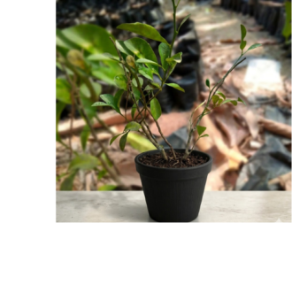 Dwarf Hybrid Orange Citrus Seedling