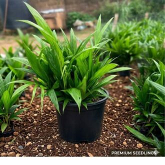 Fresh Tenera Palm Seedling