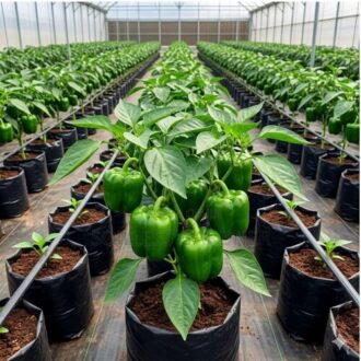 A Pack Of Grow Bag (50 Pieces) for seedling cultivation and nursery planting