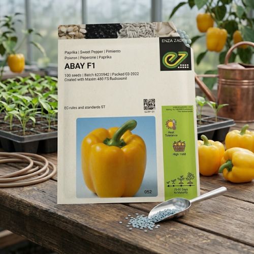 Enza Zaden Abay F1 Yellow Sweet Pepper Seed Packet 100 Count Coated with Maxim 480 FS