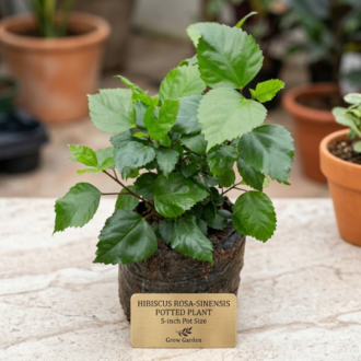 A square-format product photograph of a healthy, young Hibiscus rosa-sinensis potted plant in a black nursery bag, resting on a light stone surface with blurred terracotta pots in the background. A small brass plaque in front identifies the plant as "HIBISCUS ROSA-SINENSIS, POTTED PLANT, 5-inch Pot Size, Grow Garden."