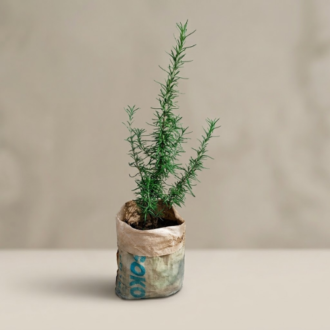 Fresh organic rosemary plant seedling in a container pot - Rosemary Herbs in Lagos
