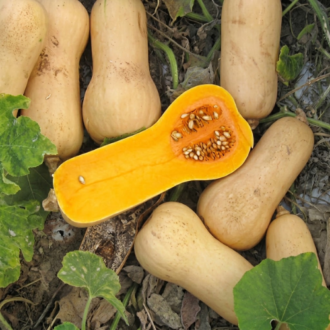Freshly harvested organic butternut squash displaying a vibrant orange cross-section with seeds lying in soil.
