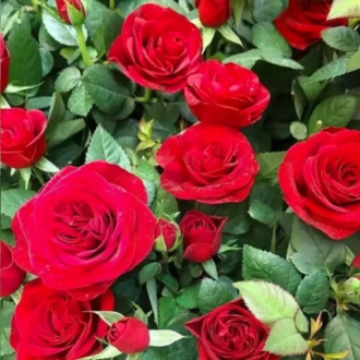 Vibrant deep red rose blooms and green leaves in a garden bed