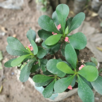 Christ Thorn Flowers Euphorbia milii potted plant with green leaves and pink blossoms