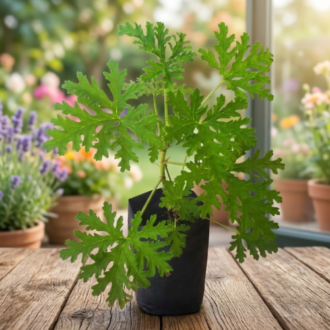 Citronella geranium plant in a black pot.
