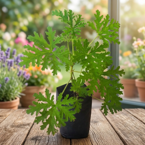 Untitled design (27) Citronella geranium plant in a black pot.