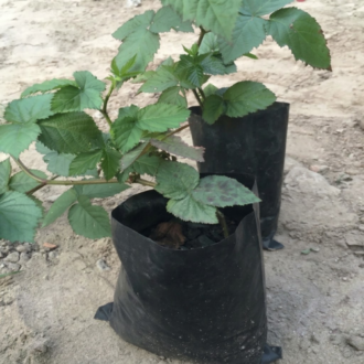 A young blackberry plant in a black nursery bag with vibrant green leaves, sitting on dry, sandy soil next to a second potted seedling.