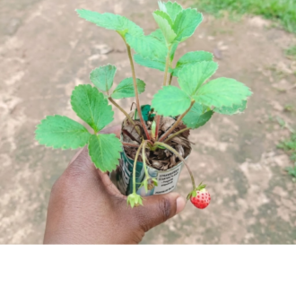 Hand holding a potted strawberry plant with a single ripe berry.