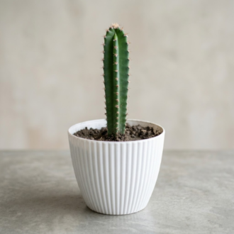 Buy Live Cactus Plant in Lagos for low-maintenance home decor
