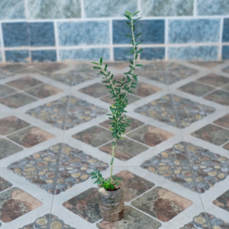 Young olive tree in a temporary plastic planter on a tiled floor