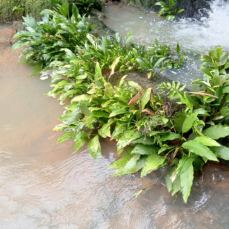 Vibrant green aquatic plants growing naturally along a shallow stream bank