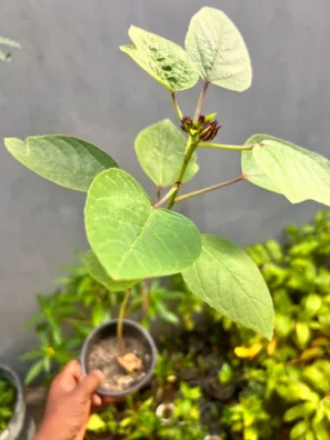A hand holding a potted Zobo (Roselle Hibiscus) plant seedling with broad green leaves and small emerging flower buds.