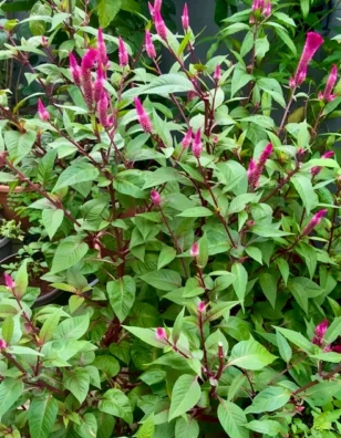 Vibrant pink celosia flowers growing in pots with lush green foliage.