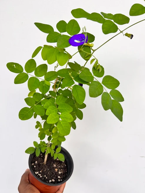 IMG_4790 A potted butterfly pea seedling (Clitoria ternatea) with vibrant green leaves and a bright purple-blue flower blossom against a white background.