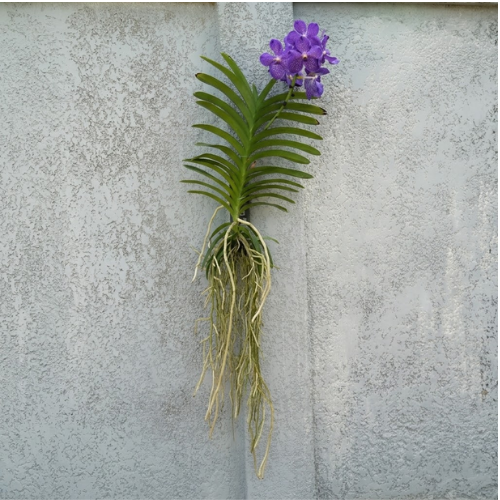 Untitled design - 2026-10-18T231138.069 Large blooming purple Vanda orchid (Vanda Mix XXL 100cm) with complex root system hanging against a light grey stucco wall at Neatscape Lagos.