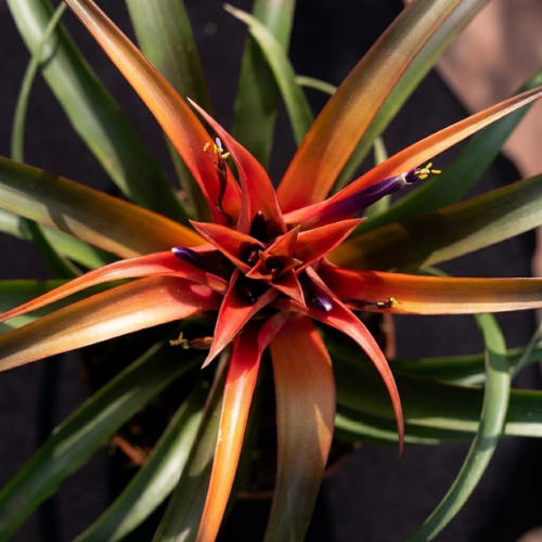 Untitled design - 2026-10-19T005327.953 Tillandsia Capitata Hermosa 12Ø 40cm air plant with blushing red center leaves available at Neatscape Lagos.