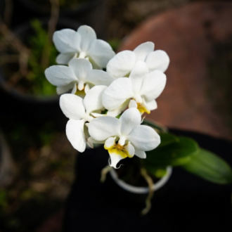 Orchid Phalaenopsis Mix 9Ø 30cm 1st featuring white blooms with yellow centers available at Neatscape Lagos.