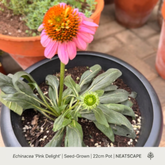 A top-down, high-resolution photo of an Echinacea ‘Pink Delight’ plant in a 22cm black nursery pot. A single, tall bloom with bright pink, daisy-like petals surrounding a prominent, spiky orange-brown cone is fully opened and prominent. Below it, the healthy, dense, dark green leaves are arranged in a rosette, with one unopened, green, button-like flower bud developing on a short stem. The plant is surrounded by dark potting soil with white perlite. In the background, other potted plants (including thyme in a terracotta pot) are visible but blurred. The bottom of the image has a clean white text footer with the product details: "Echinacea ‘Pink Delight’ | Seed-Grown | 22cm Pot | NEATSCAPE", and a small Neatscape leaf logo.