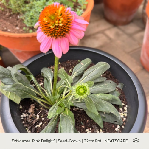 Untitled design (93) A top-down, high-resolution photo of an Echinacea ‘Pink Delight’ plant in a 22cm black nursery pot. A single, tall bloom with bright pink, daisy-like petals surrounding a prominent, spiky orange-brown cone is fully opened and prominent. Below it, the healthy, dense, dark green leaves are arranged in a rosette, with one unopened, green, button-like flower bud developing on a short stem. The plant is surrounded by dark potting soil with white perlite. In the background, other potted plants (including thyme in a terracotta pot) are visible but blurred. The bottom of the image has a clean white text footer with the product details: "Echinacea ‘Pink Delight’ | Seed-Grown | 22cm Pot | NEATSCAPE", and a small Neatscape leaf logo.