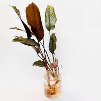 **Tall glassware for growing plants displaying Calathea root system and pinstripe leaves in water.